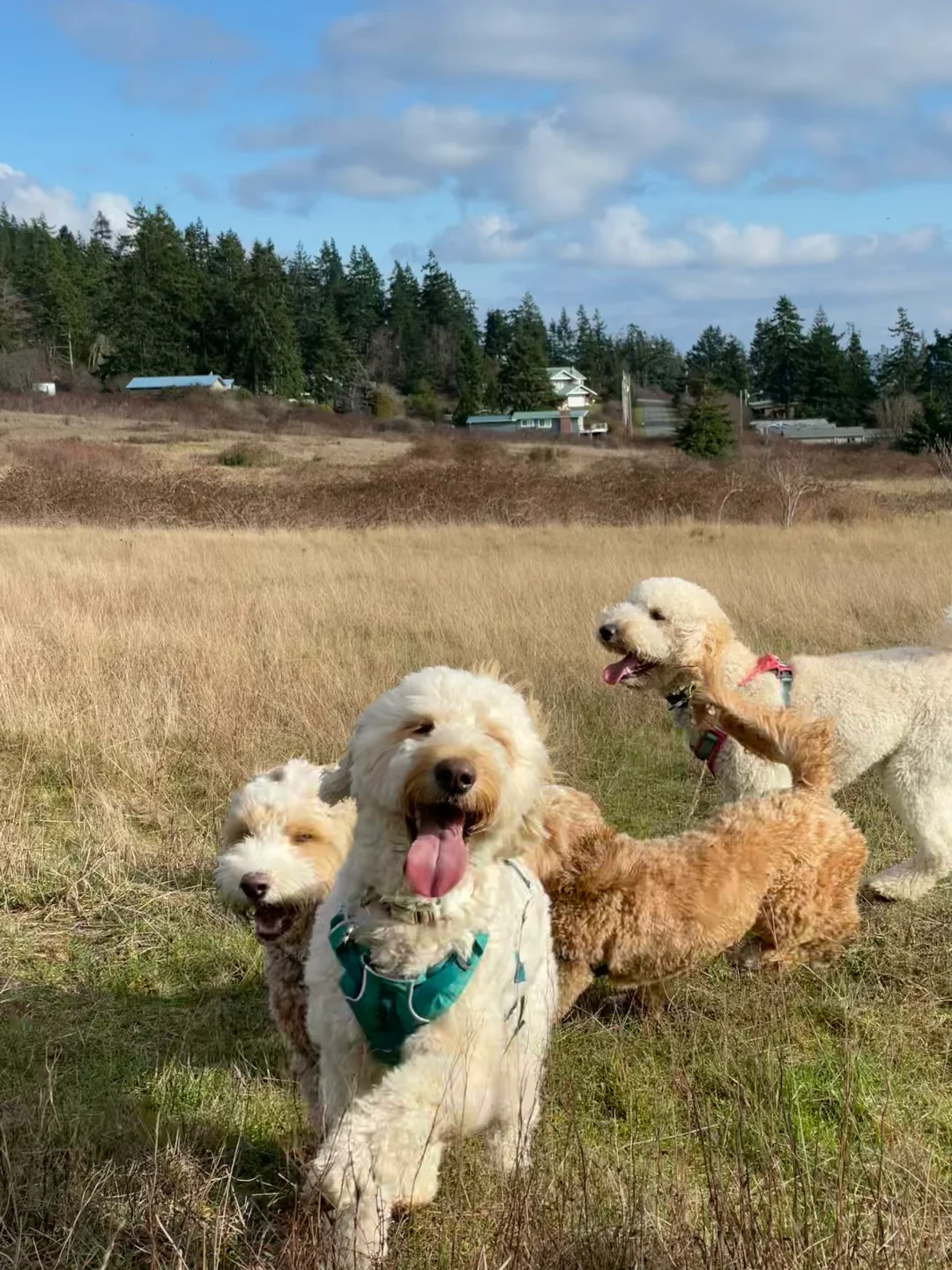 Around Seattle | My All-Time Favorite Dog Park—Absolutely the Best