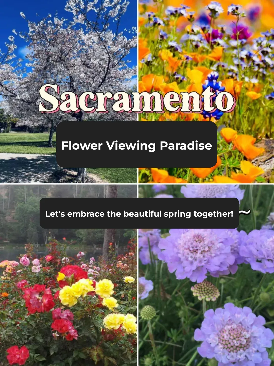 Where to See Spring Flowers in Sacramento? This Guide Has You Covered!