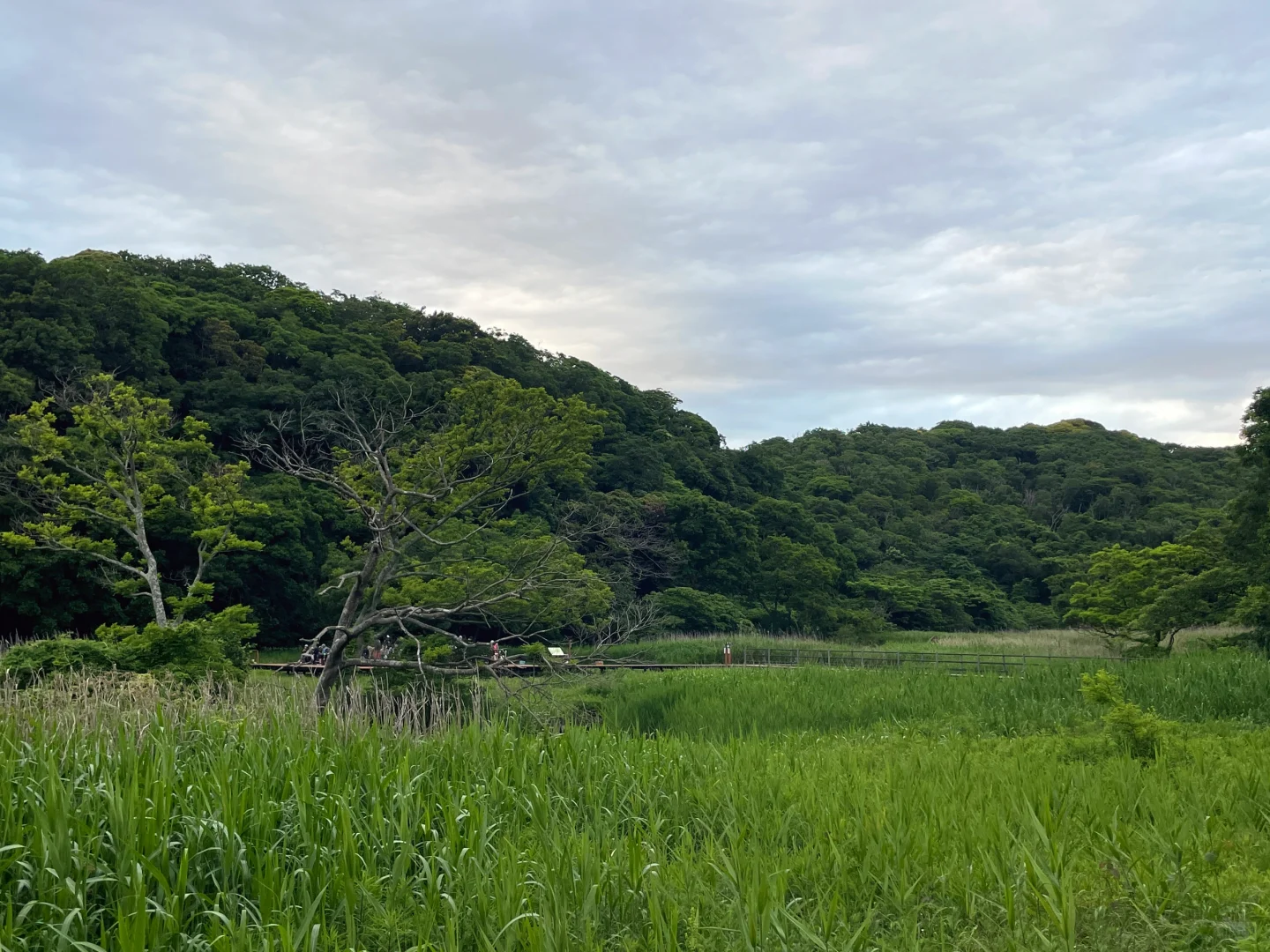 Adao Forest | A Primeval Wetland Near Tokyo Perfect for a Hike