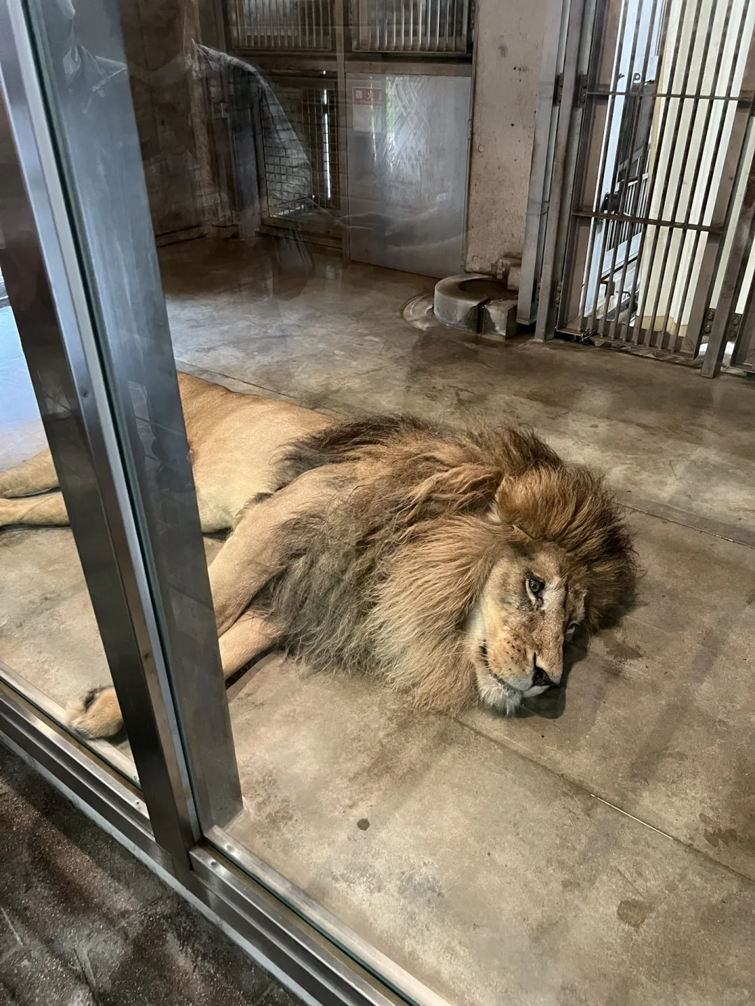 Spotted a Horny Lion in Osaka 😲