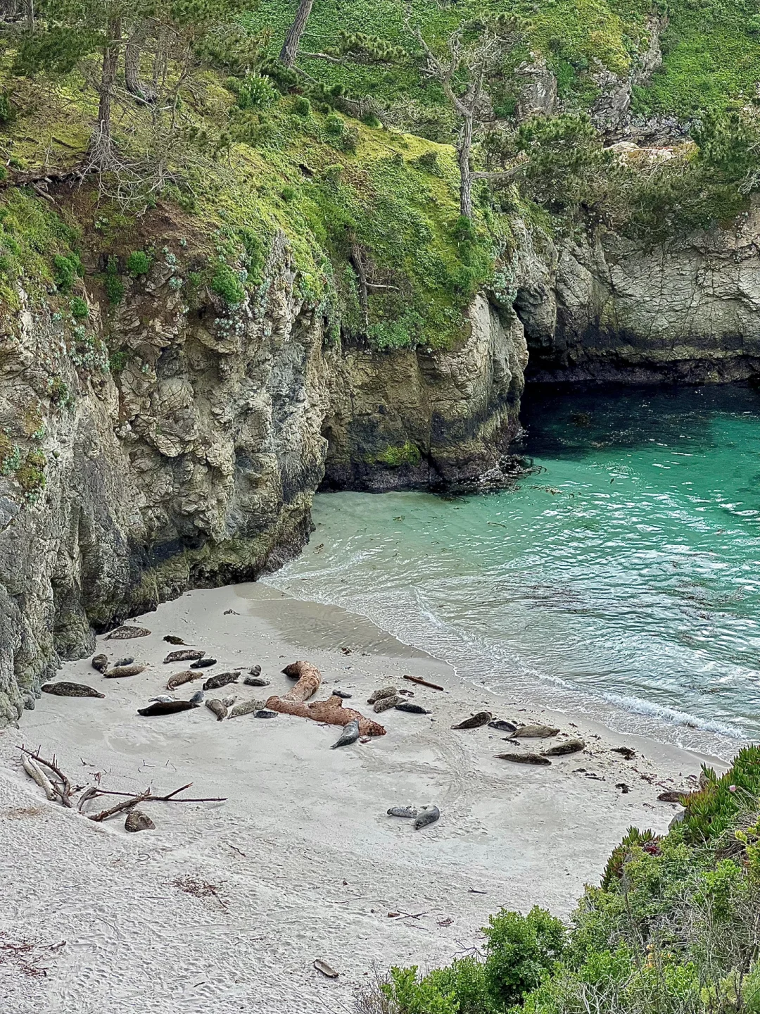 Bay Area Weekend | Watching a Mama Seal and Her Pup
