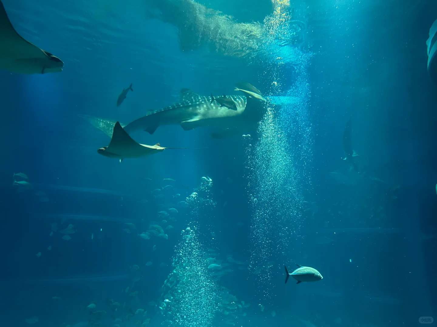 Half-Day Adventure at Osaka Aquarium Kaiyukan 🐟🐠🐡🦀🐋🐧