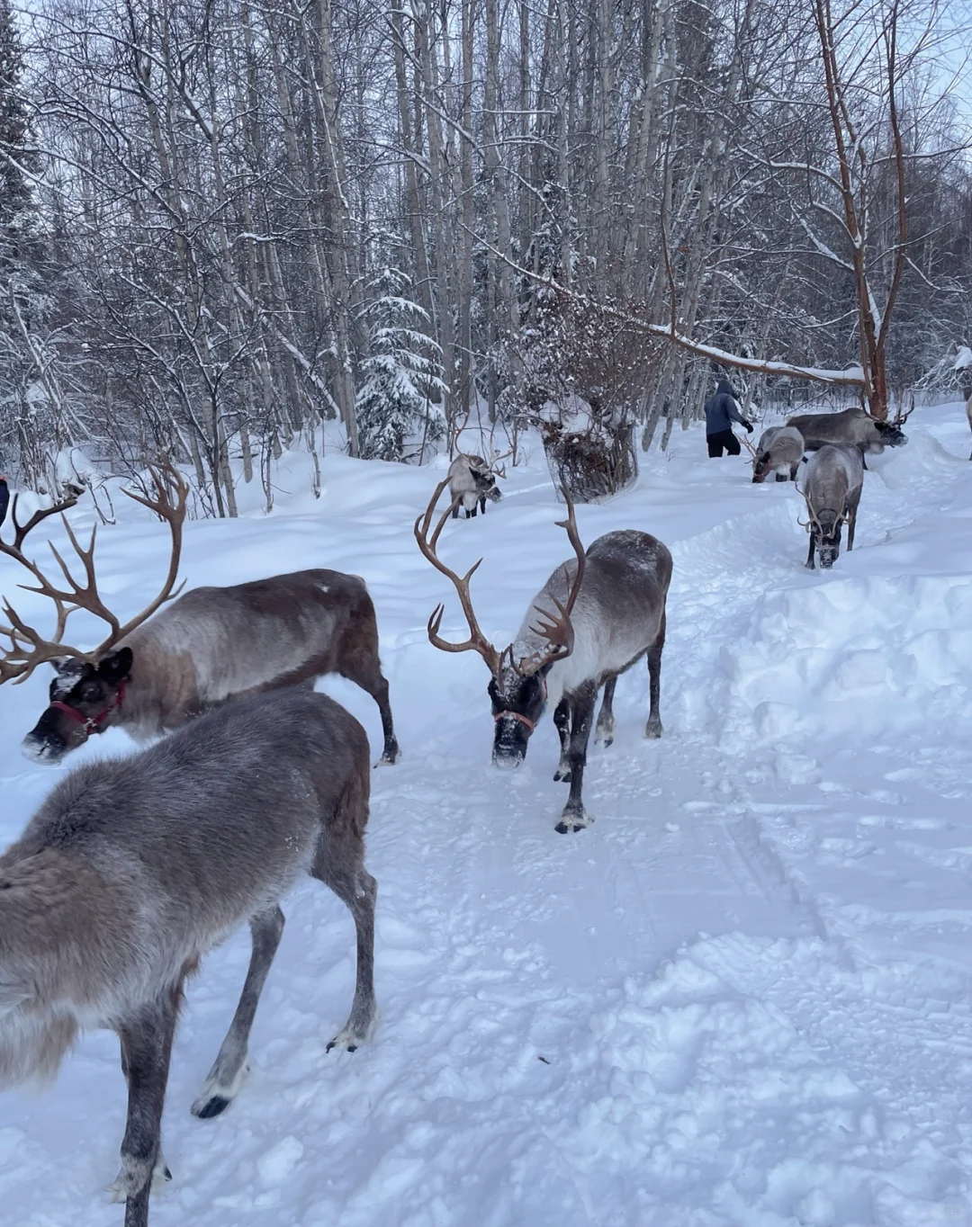 On my last day in Fairbanks, I met a gem of a driver ❤️