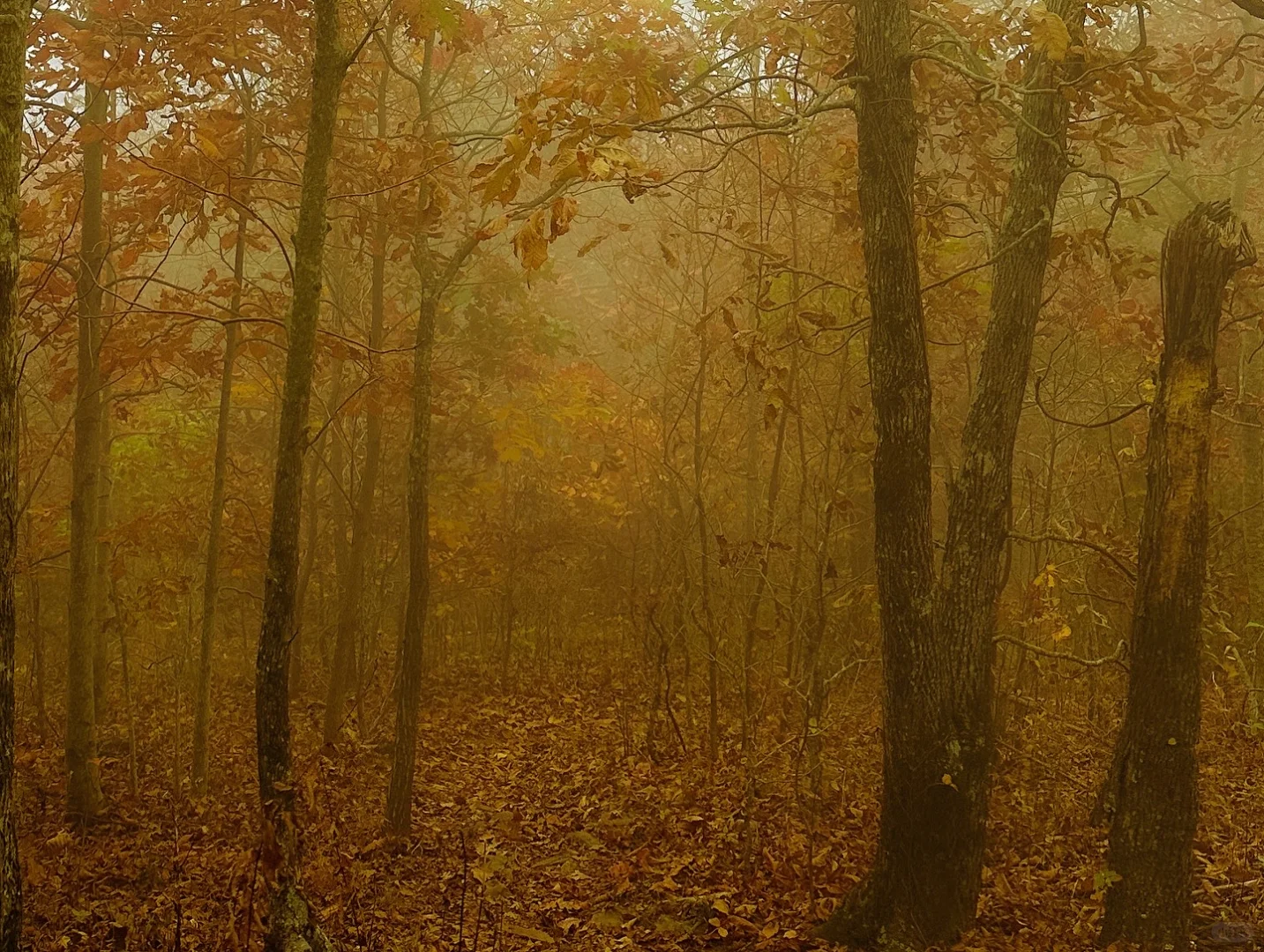 Where to Go in Atlanta During Fall