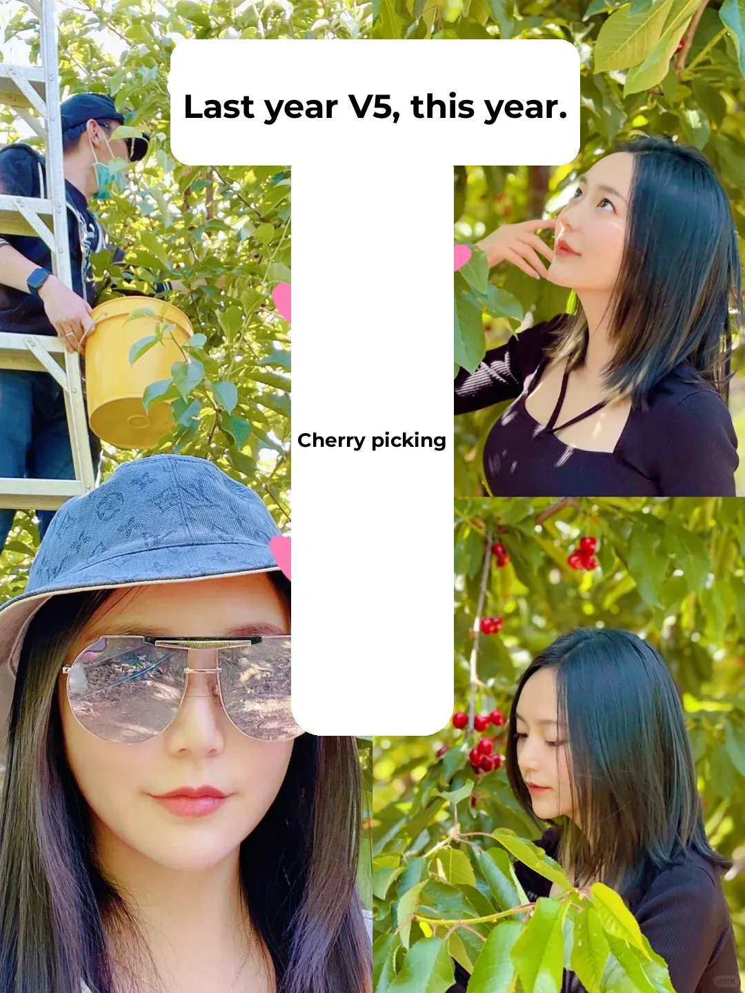 Bay Area Cherry Picking Ultimate Guide: Fewer Crowds, Plentiful Berries 🍒