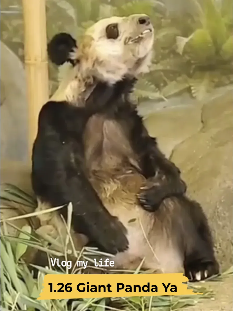 January 26th: On-Site Photos of Ya Ya in Memphis