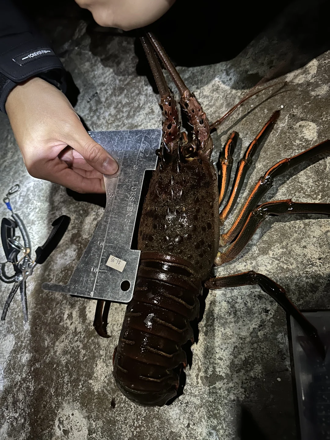2024 Lobster Catching Guide｜Avoid Illegal Harvesting at All Costs