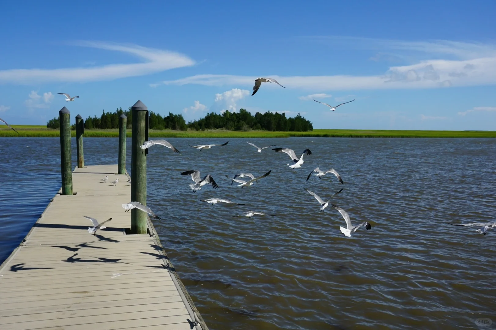 Summer in Charleston | Crabbing