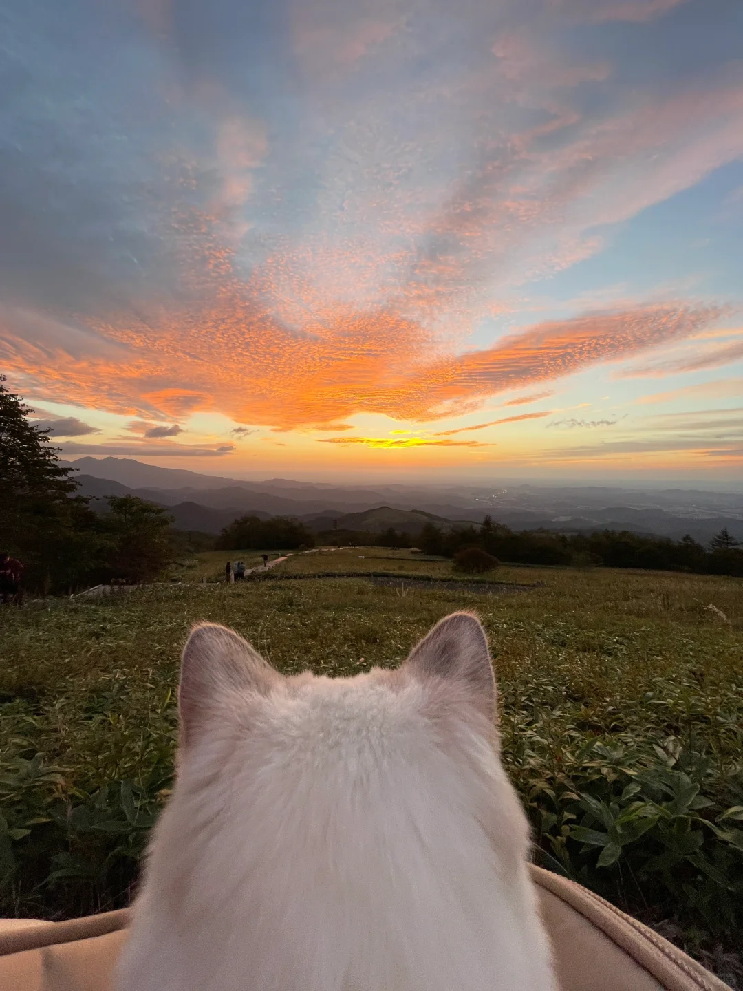 Tokyo Day Trip | Nikko, Tochigi - Budget-Friendly One-Day Adventure