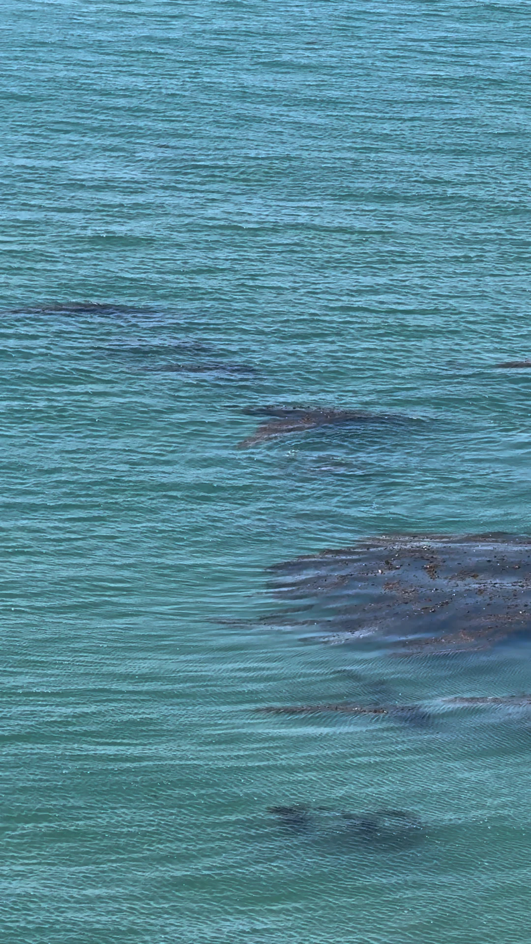 Dolphins Galore on This LA Hike!