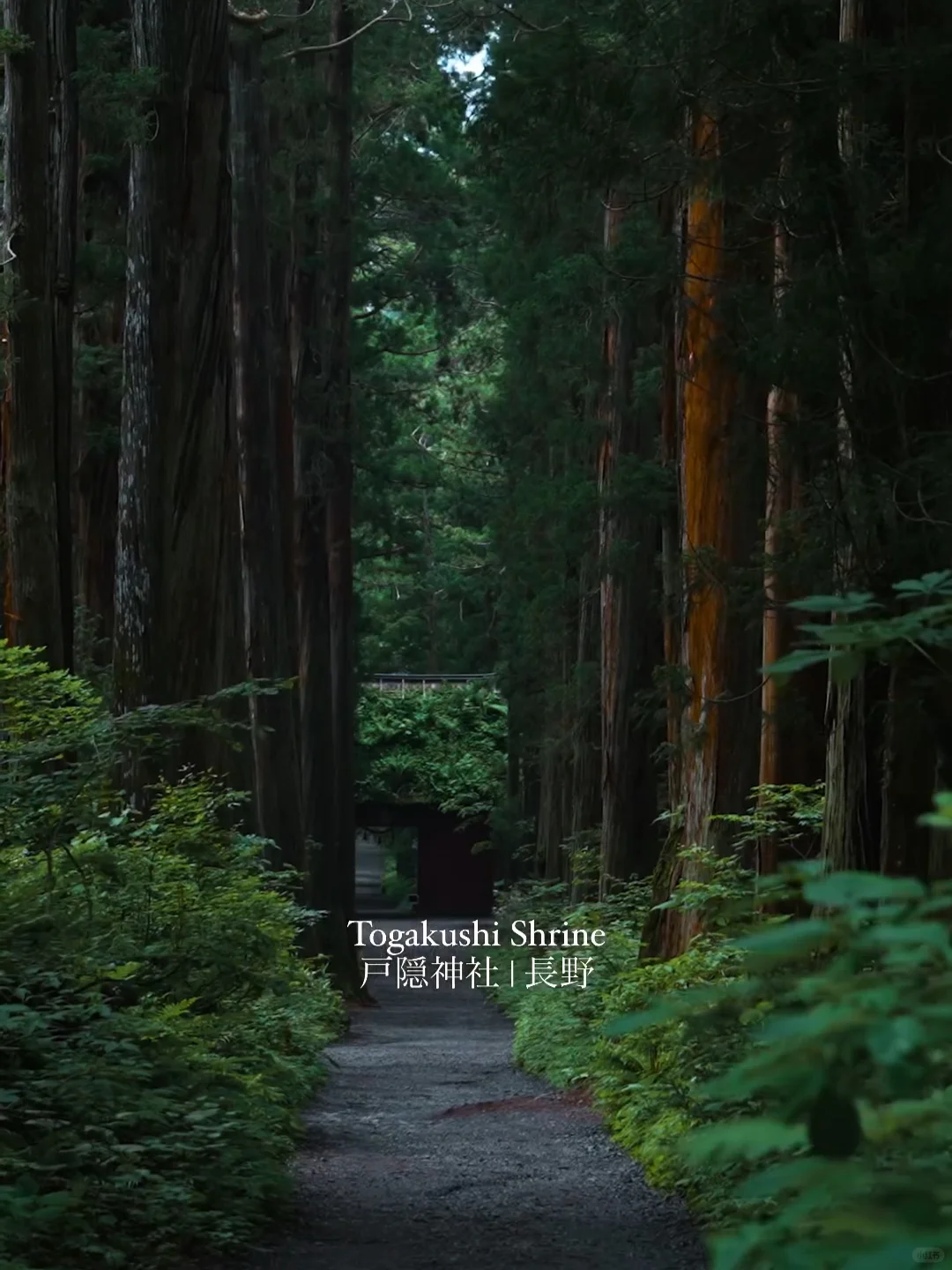 🌲 Feels like stepping into the Giant's Enchanted Forest... Super soothing!