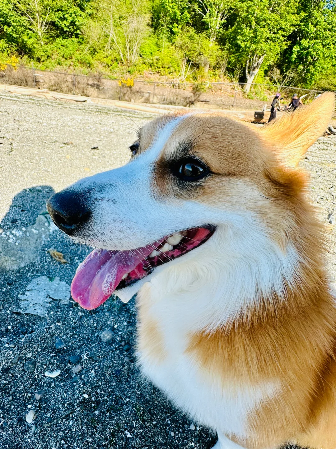 Seattle's Hidden Gem Dog Park! My Absolute Favorite