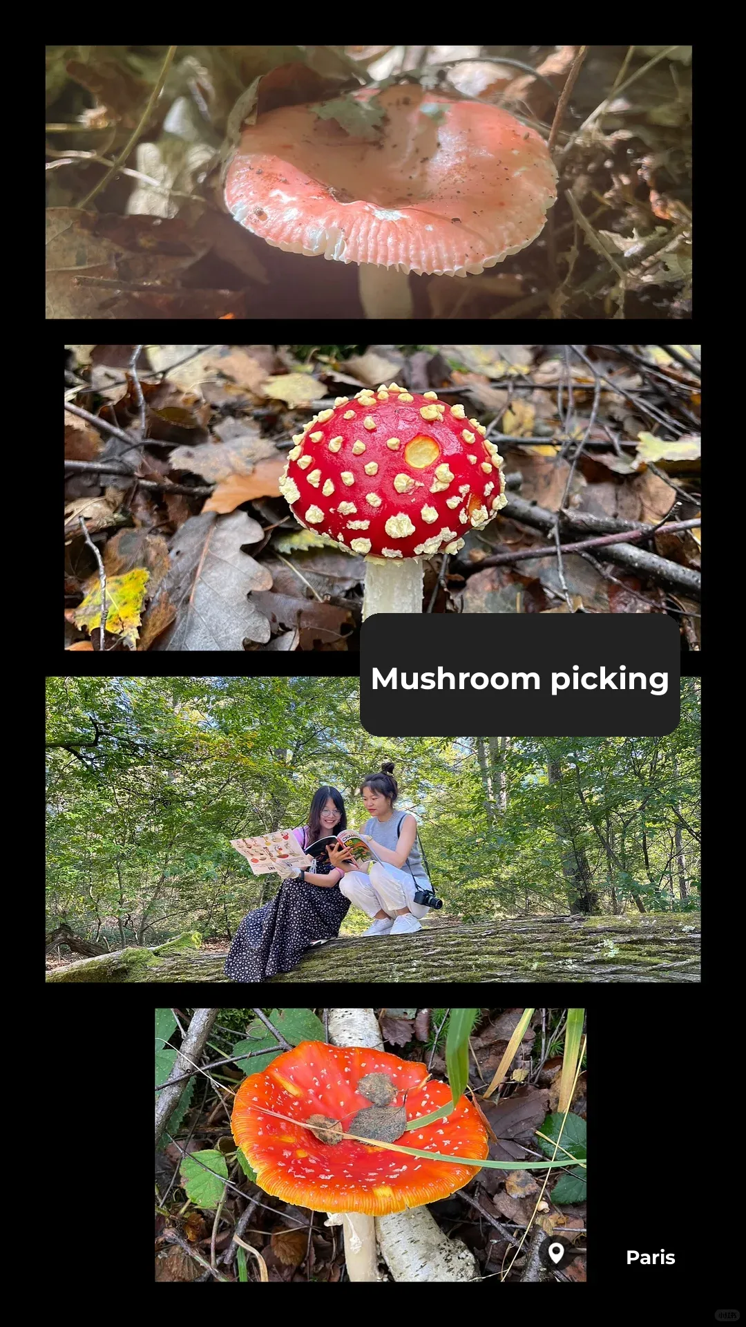 Paris Woodland Adventures - A Seasonal Guide to Fun All Year Round