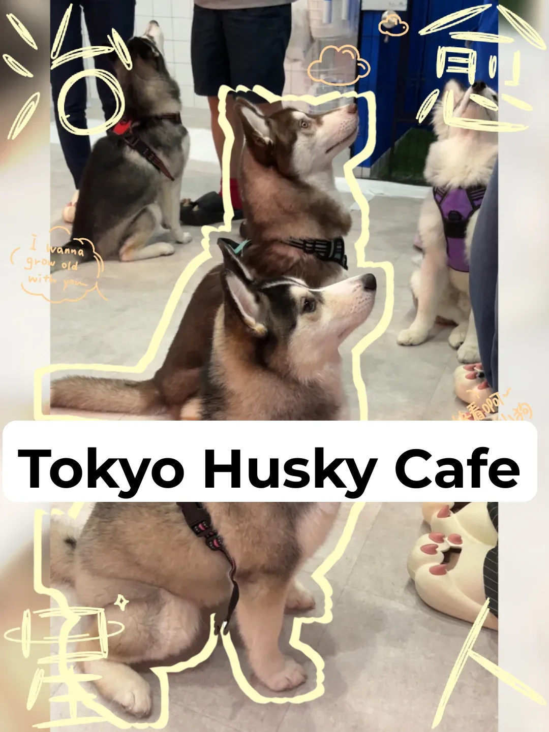 A New Husky-Themed Café Just Opened in Tokyo!!!
