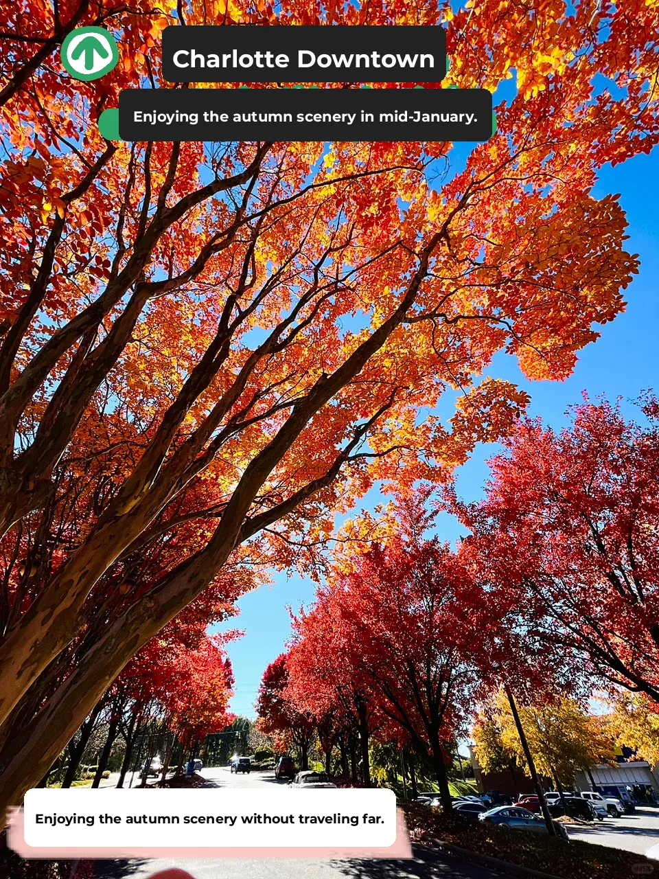 Must-Visit 🍁 Top Spots for Fall Foliage in Uptown Charlotte, NC This November‼️