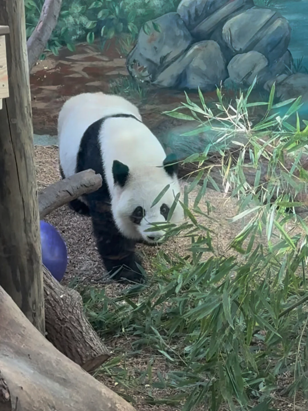 Come to Atlanta to See the Pandas! 🎈