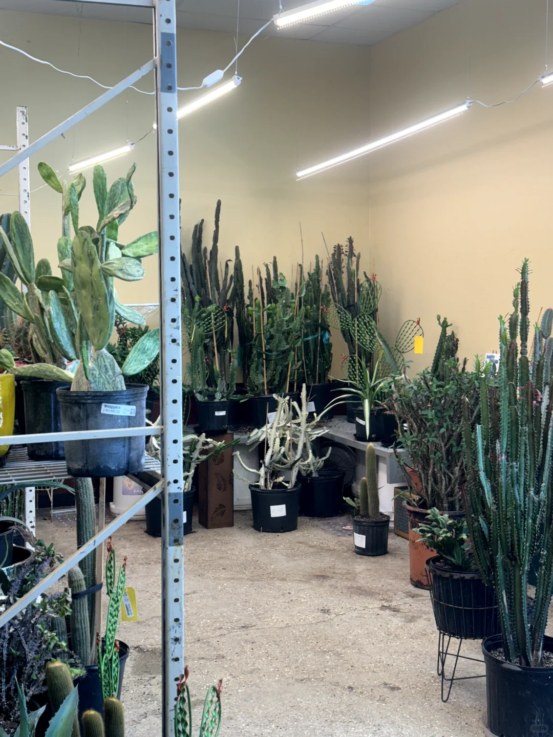 Chicago's Largest Flower Market!