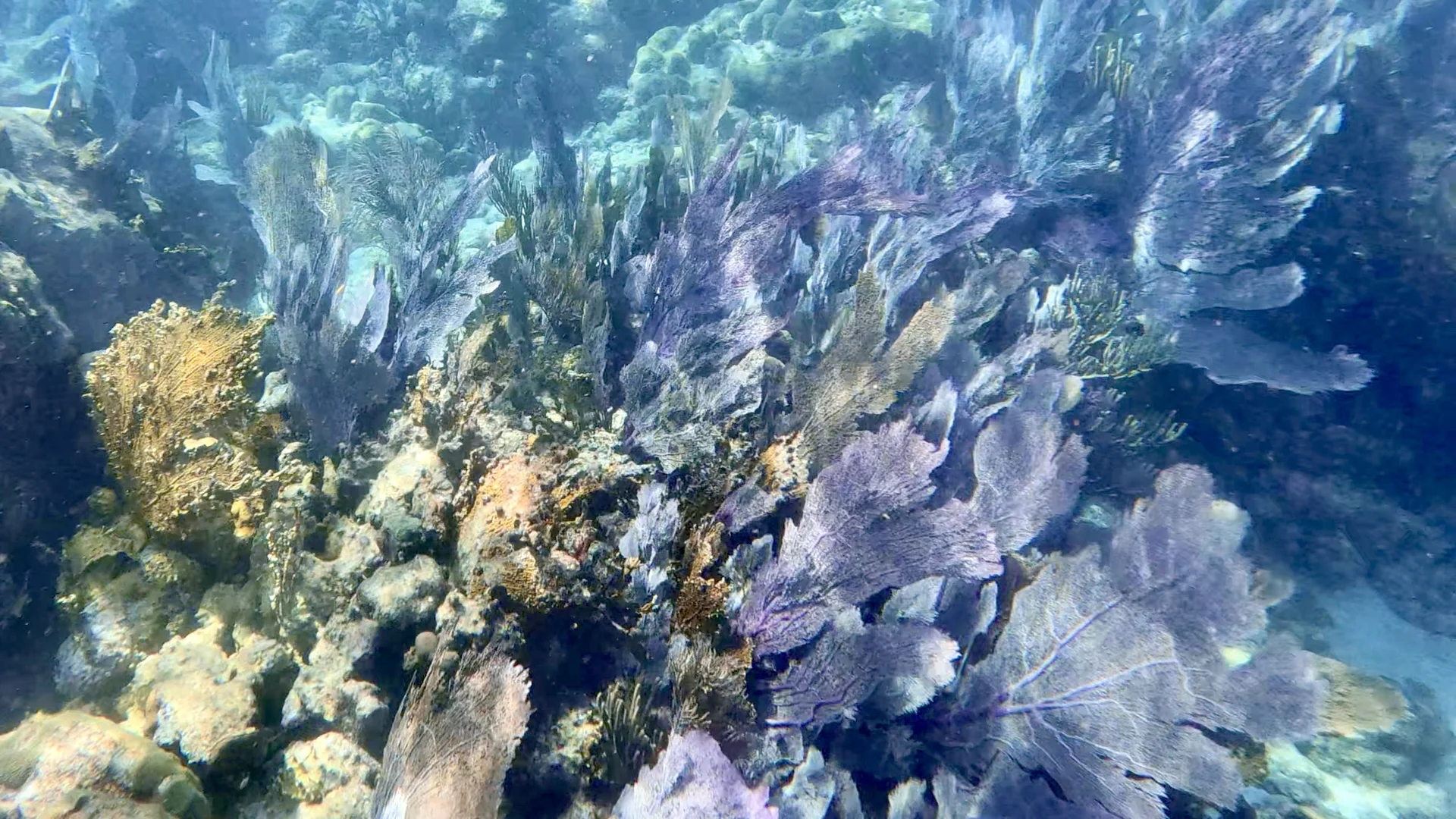 🤿 Miami Must-Visit (Part 2) - Snorkeling in Key Largo