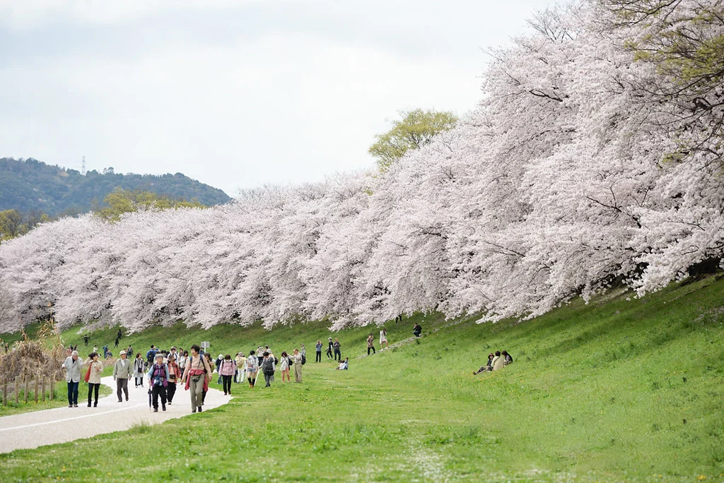 Must-Visit Sakura Spots in Kyoto | Kameoka's Haguro-no-sawa
