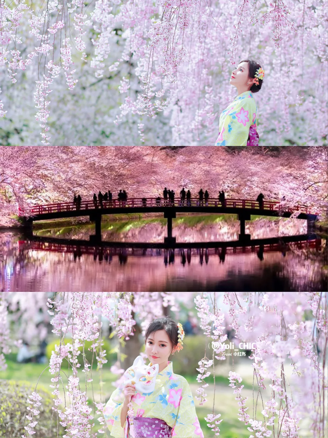 Join Me for a Virtual Cherry Blossom Viewing 🌸 The Spring Sakura Spectacles That Mesmerized Time