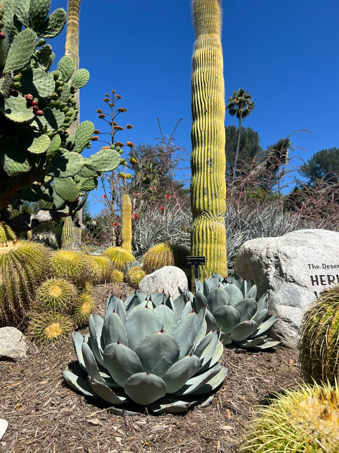 The Huntington Desert Garden—Agave Wonderland