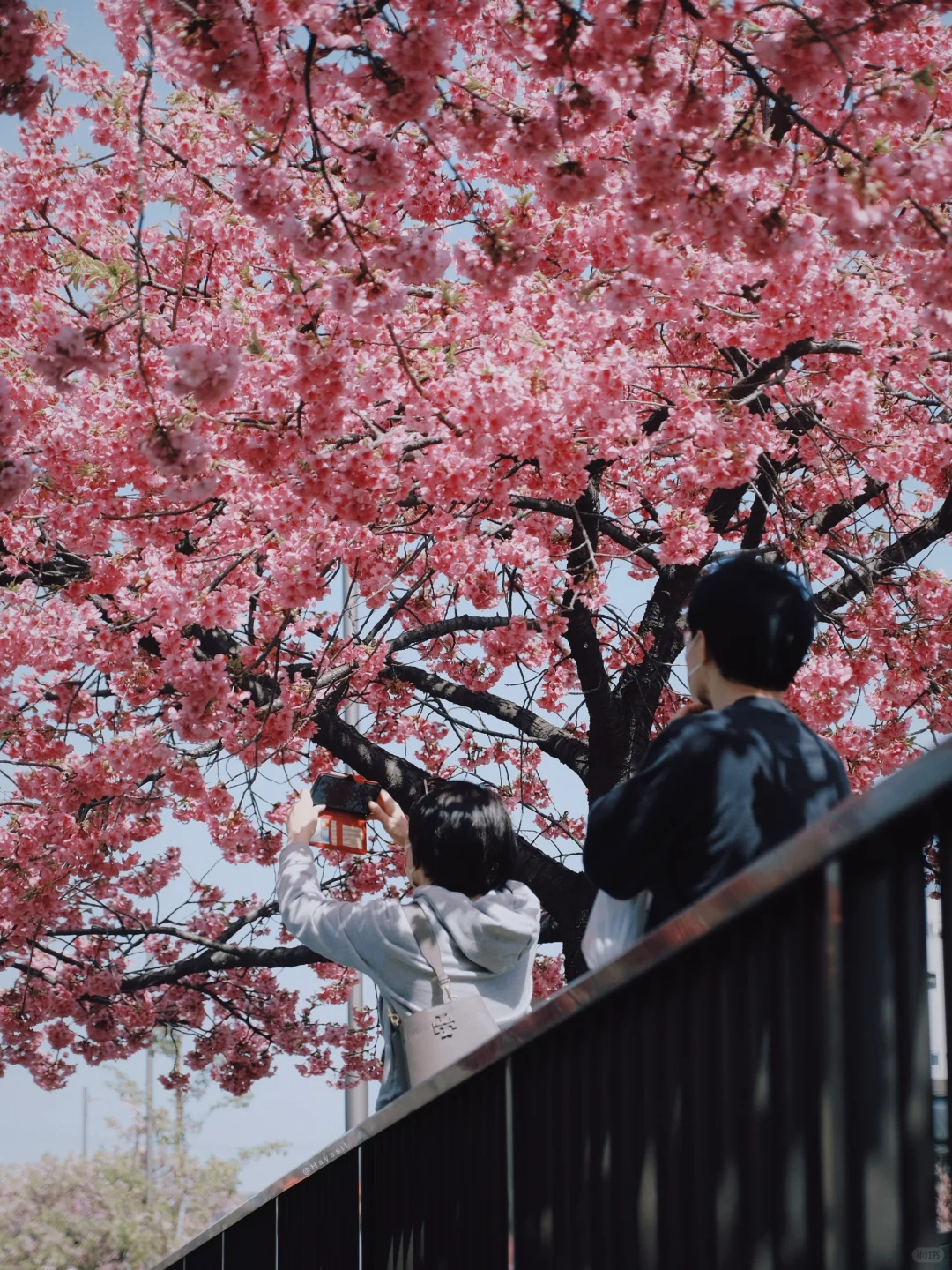 Tokyo. Top 10 Spots to Catch the Early Cherry Blossoms.