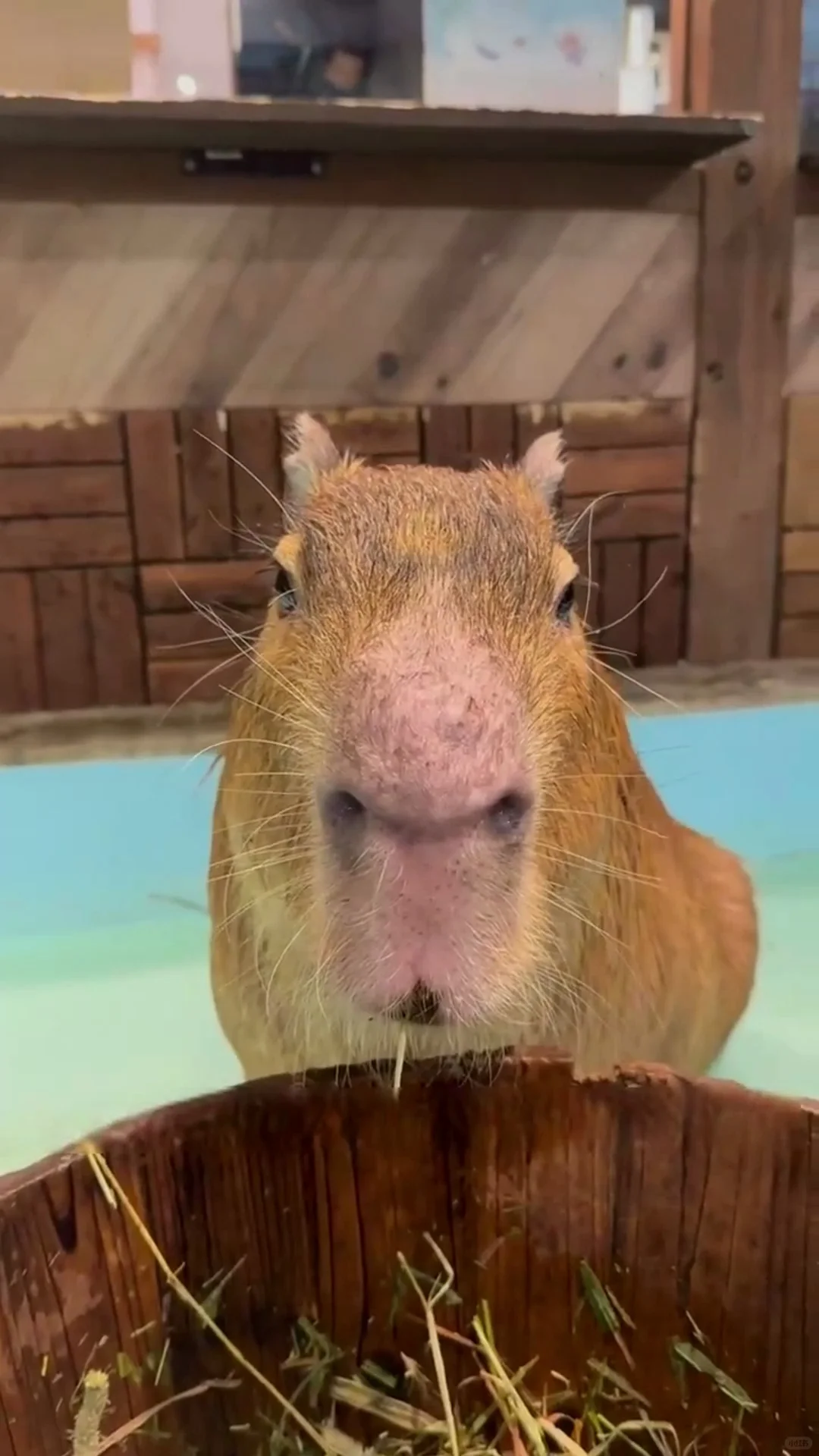 Osaka's Capybara-Petting Café ☕️!
