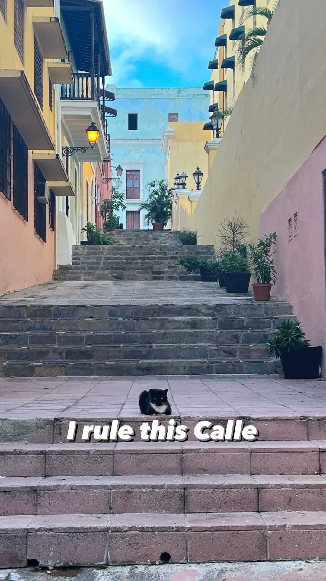 Help Puerto Rico's Cat Park �
