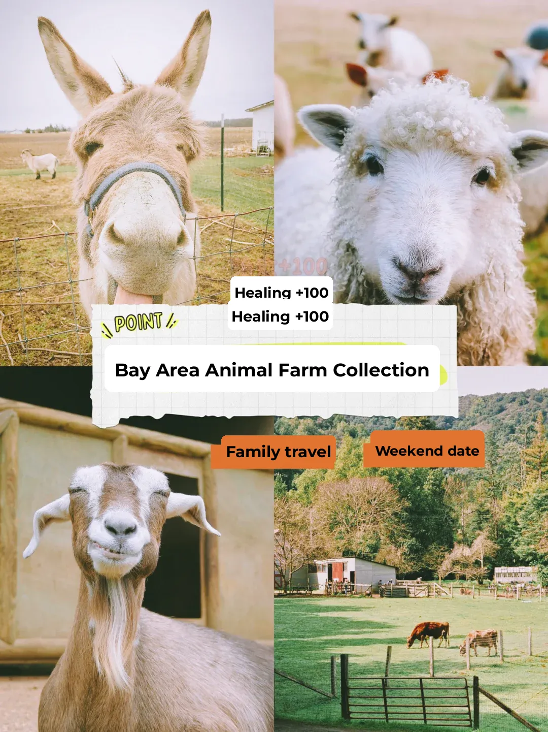 Bay Area | Ultimate Guide to Animal Farms: Perfect Spot for Dates and Family Outings