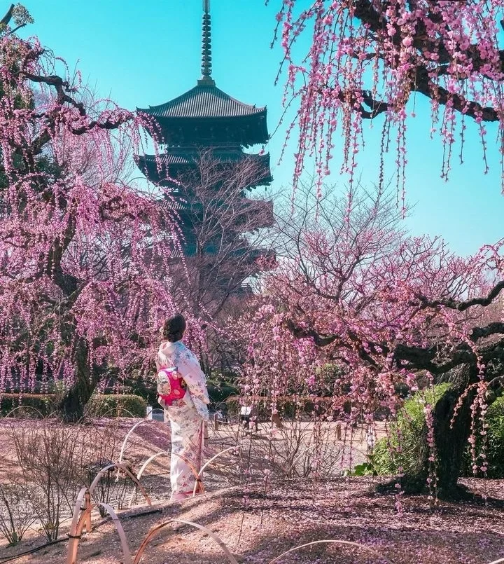 🌸 2024 Cherry Blossom Season Guide: Kyoto's 7 Must-Visit Sakura Spots