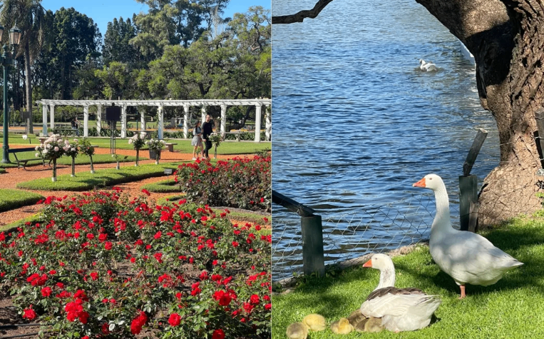 Buenos Aires Rose Garden | A Floral Dream (Free & Photogenic!)​​
