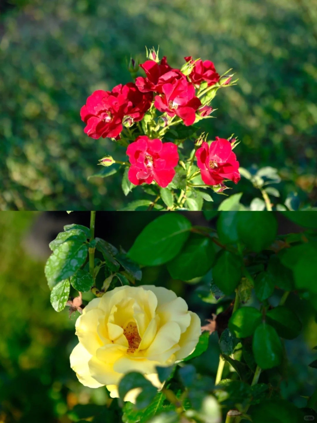 Rome's Municipal Rose Garden Reopens! 🌹 Must-Visit Spot by Naomi ...